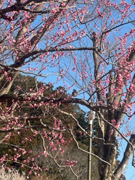 偕楽園本園に投稿された画像（2024/3/5）