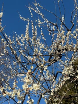 偕楽園本園に投稿された画像（2024/3/5）