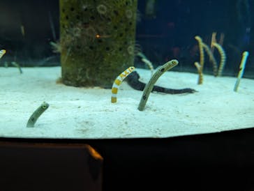 沖縄美ら海水族館（館内体験）に投稿された画像（2024/3/5）