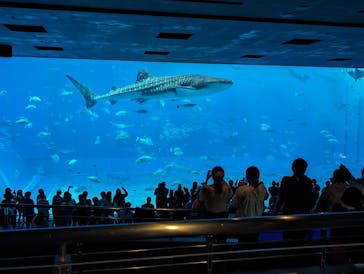 沖縄美ら海水族館（館内体験）に投稿された画像（2024/3/5）