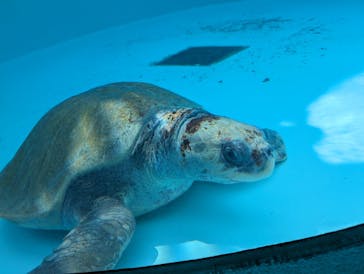沖縄美ら海水族館（館内体験）に投稿された画像（2024/3/5）