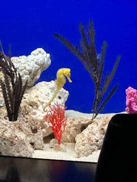 サンシャイン水族館に投稿された画像（2024/3/5）