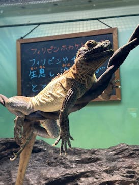 サンシャイン水族館に投稿された画像（2024/3/5）