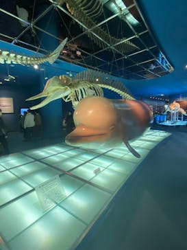 名古屋港水族館に投稿された画像（2024/3/5）