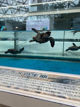名古屋港水族館に投稿された画像（2024/3/5）