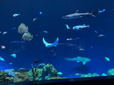 DMMかりゆし水族館に投稿された画像（2024/3/5）