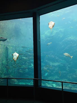 下田海中水族館に投稿された画像（2024/3/5）