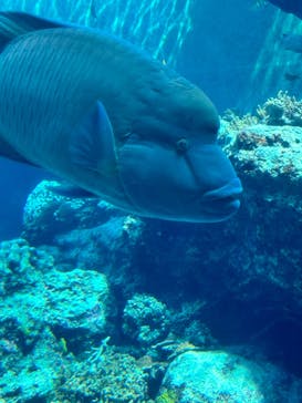 沖縄美ら海水族館に投稿された画像（2024/3/5）