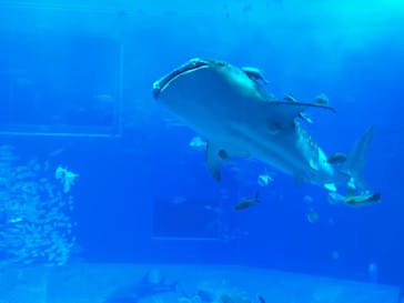 沖縄美ら海水族館に投稿された画像（2024/3/5）