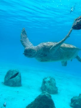 沖縄美ら海水族館に投稿された画像（2024/3/5）
