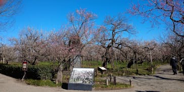 偕楽園本園に投稿された画像（2024/3/5）