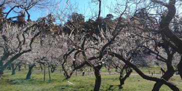 偕楽園本園に投稿された画像（2024/3/5）