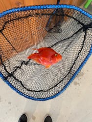 釣って見つけるぼうけんの国 沖縄に投稿された画像（2024/3/5）