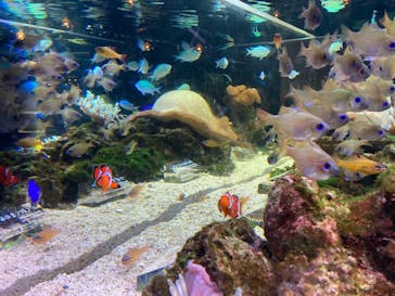 京都水族館に投稿された画像（2024/3/5）