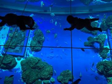 DMMかりゆし水族館に投稿された画像（2024/3/5）