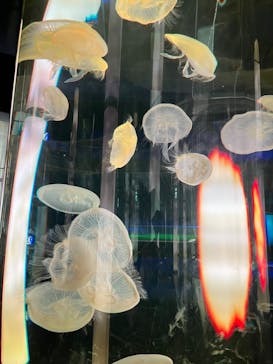 DMMかりゆし水族館に投稿された画像（2024/3/5）