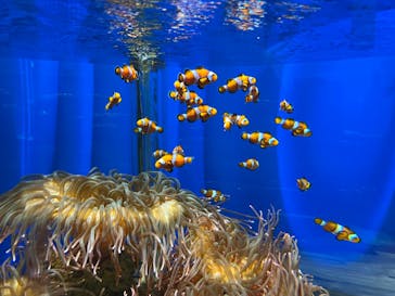 NIFREL（ニフレル）に投稿された画像（2024/3/6）