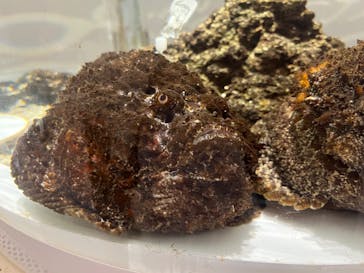 NIFREL（ニフレル）に投稿された画像（2024/3/6）