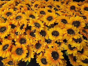 ゴッホ・アライブに投稿された画像（2024/3/6）