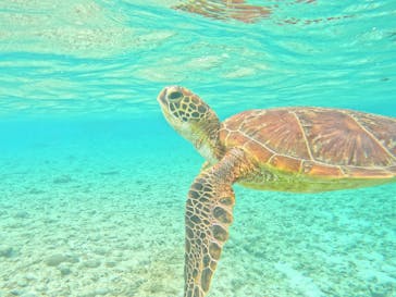 宮古島 ADVENTURE PiPi（ミヤコジマ アドベンチャー ピピ）に投稿された画像（2024/3/6）