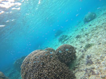 オースリーシュノーケル宮古島に投稿された画像（2024/3/6）