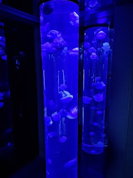 サンシャイン水族館に投稿された画像（2024/3/6）