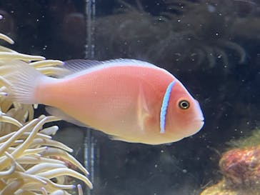 京都水族館に投稿された画像（2024/3/6）