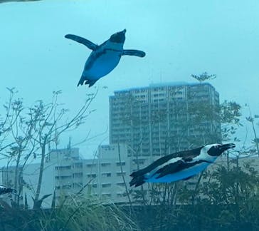サンシャイン水族館に投稿された画像（2024/3/6）