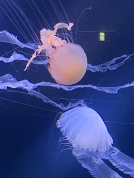 サンシャイン水族館に投稿された画像（2024/3/6）