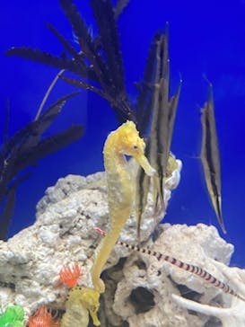 サンシャイン水族館に投稿された画像（2024/3/6）