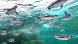 天王寺動物園に投稿された画像（2024/3/6）