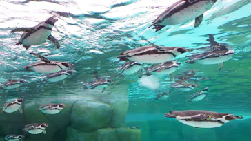 天王寺動物園に投稿された画像（2024/3/6）