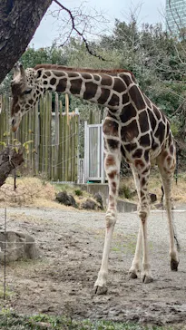 天王寺動物園に投稿された画像（2024/3/6）