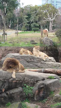 天王寺動物園に投稿された画像（2024/3/6）