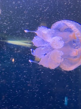 新江ノ島水族館に投稿された画像（2024/3/6）