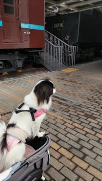 京都鉄道博物館に投稿された画像（2024/3/6）