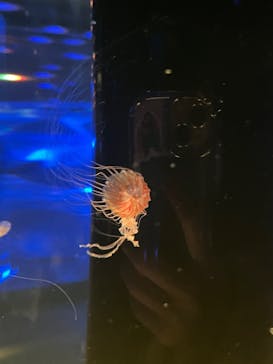 マクセル アクアパーク品川に投稿された画像（2024/3/6）