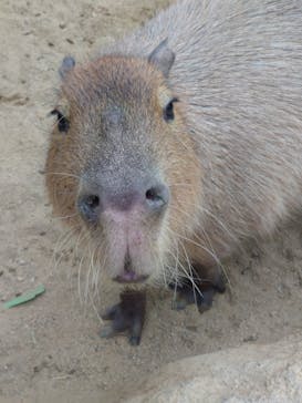 神戸どうぶつ王国に投稿された画像（2024/3/6）