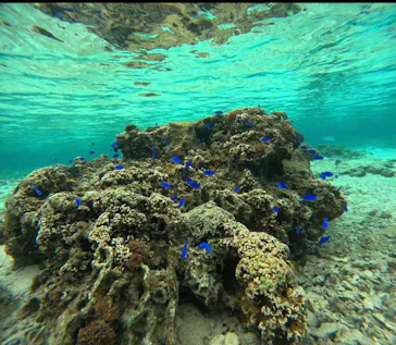 武藤潜水に投稿された画像（2024/3/7）