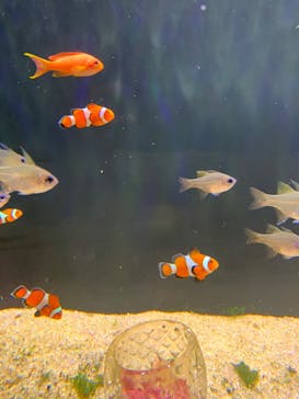 下田海中水族館に投稿された画像（2024/3/7）