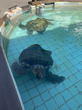 下田海中水族館に投稿された画像（2024/3/7）
