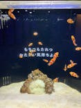 横浜開運水族館 フォーチュンアクアリウムに投稿された画像（2024/3/7）