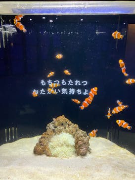 横浜開運水族館 フォーチュンアクアリウムに投稿された画像（2024/3/7）