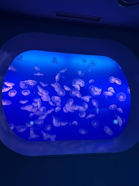 新江ノ島水族館に投稿された画像（2024/3/7）