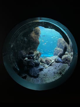 新江ノ島水族館に投稿された画像（2024/3/7）