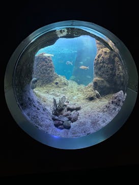 新江ノ島水族館に投稿された画像（2024/3/7）