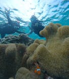 宮古島 ADVENTURE PiPi（ミヤコジマ アドベンチャー ピピ）に投稿された画像（2024/3/7）