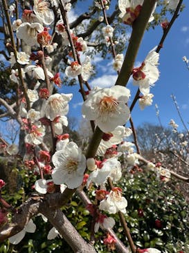 偕楽園本園に投稿された画像（2024/3/7）