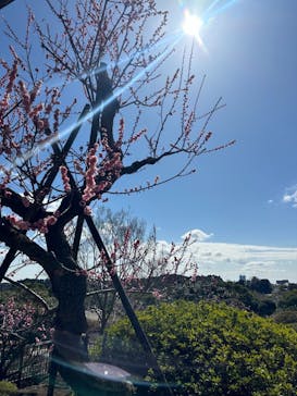 偕楽園本園に投稿された画像（2024/3/7）