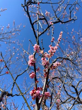 偕楽園本園に投稿された画像（2024/3/7）